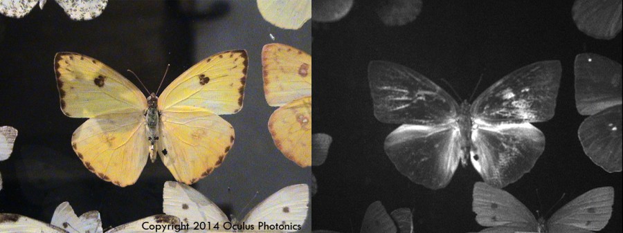 Watermark Sulphur Butterfly Vis-UV