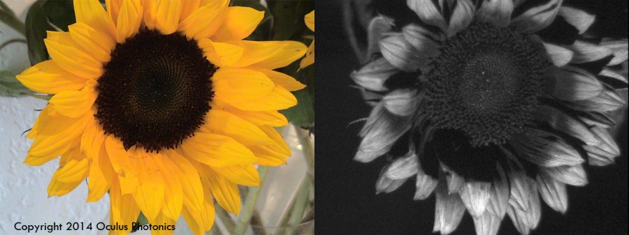Watermark Sunflower Vis-UV